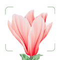 Blossom花朵app