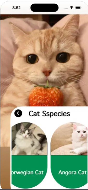 爱猫物语宠物店app图3